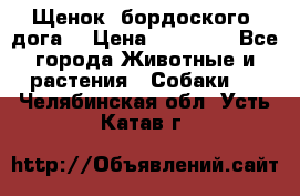 Щенок  бордоского  дога. › Цена ­ 60 000 - Все города Животные и растения » Собаки   . Челябинская обл.,Усть-Катав г.